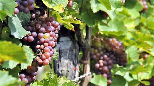 Uvas de la variedad garnacha - Imagen de Pxfuel